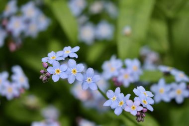 Myosotis sylvatica ya da ahşap unutma-beni-nots vahşi büyüyor, yakın çekim