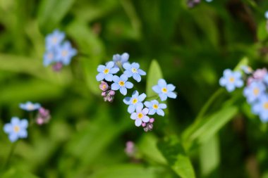 Myosotis sylvatica ya da ahşap unutma-beni-nots vahşi büyüyor, yakın çekim