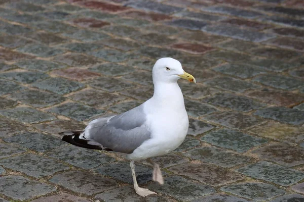 Goéland Argenté Marchant Dans Rue Pavée Vieille Ville Riga Lettonie — Photo