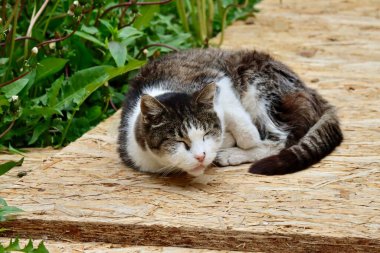 Tabby and white bicolor cat waking up after sleeping outside, eyes closed