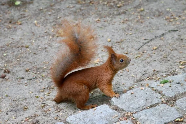 Red Squirrel Reaching Treat Close — Stock fotografie