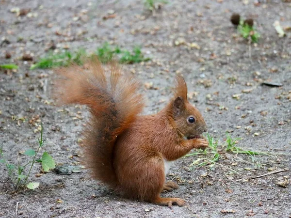Red Squirrel Sitting Eating Hazelnut Close — Stock fotografie