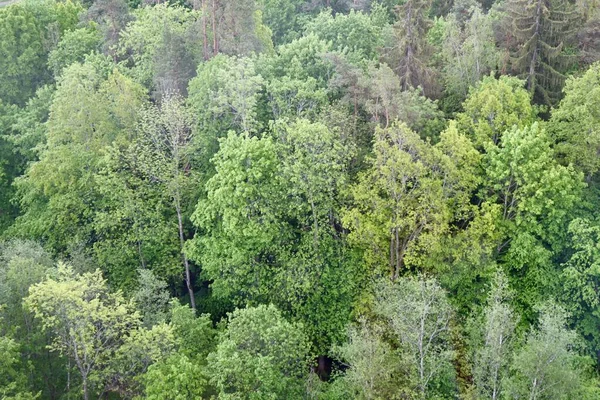 Aerial photo of mixed forest in spring. Different broad-leaved trees, pines, fir trees