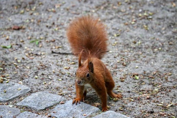 Red squirrel reaching towards a treat, close up