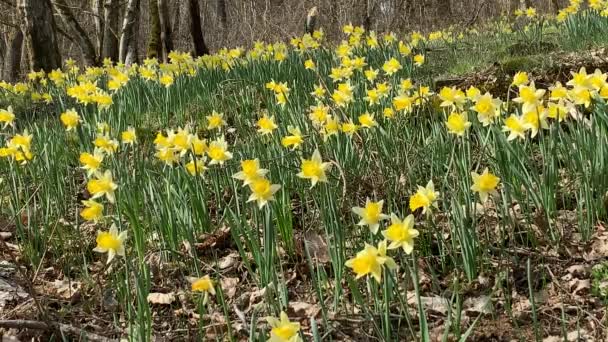 David Dagen Walesiska Nationalblommor Gula Påskliljor Som Växer Lellingenskogen Luxemburg — Stockvideo