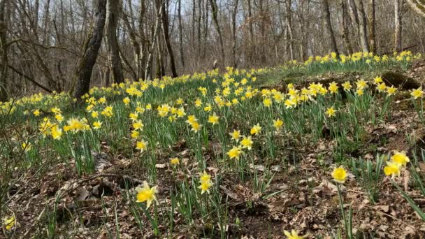 David Dagen Walesiska Nationalblommor Gula Påskliljor Som Växer Lellingenskogen Luxemburg — Stockvideo