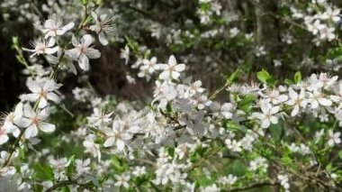 White wild plum blossoms swaying in light breeze. Close up