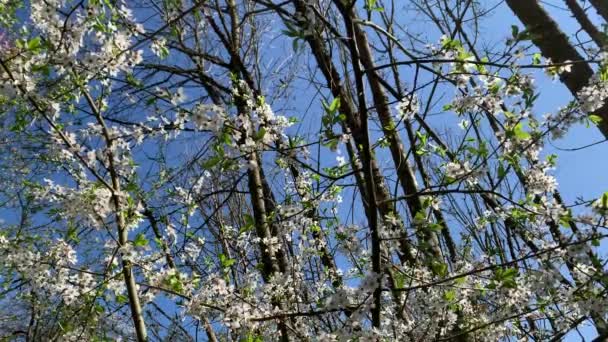 White Wild Plums Flowering Blue Sky Close — Stock video