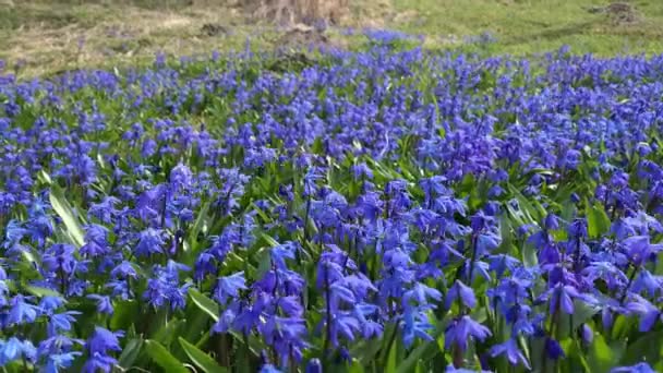 晴れた春の日に地面を覆うシベリアのスキルまたは木のスキルブルーの花 — ストック動画