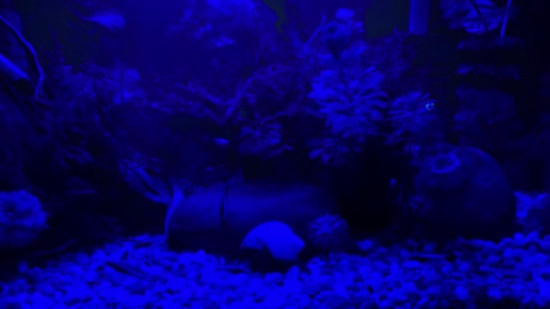 Neon Tetra Fish Small Hobby Aquarium Lights Out Night Focus — ストック動画