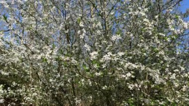 Forest of white wild plum blossoms swaying in light breeze
