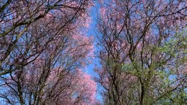 Pink Cherry Red Plum Blossom Bright Blue Sky Slowly Moving — Vídeo de Stock