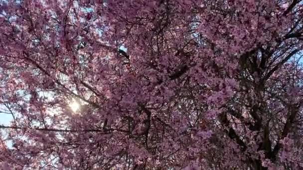 Pink Cherry Red Plum Blossom Bright Blue Sky Slowly Moving — Video Stock