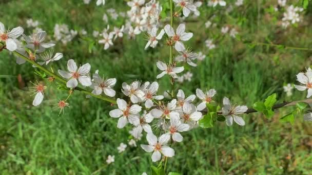White Wild Plum Blossoms Swaying Light Breeze Close — Stock video