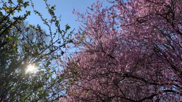 Pink Cherry Red Plum Blossom Bright Blue Sky Slowly Moving — Stock video