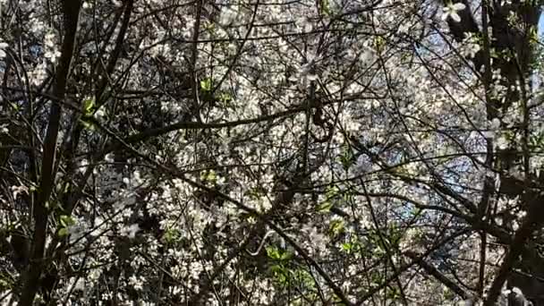 Forest White Wild Plum Blossoms Swaying Light Breeze — Vídeo de Stock