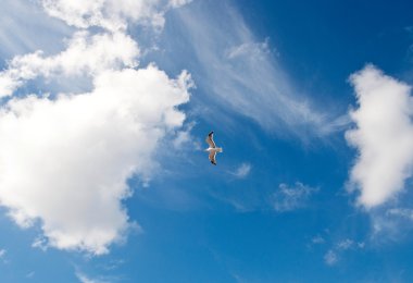 Mavi gökyüzünde uçan martı