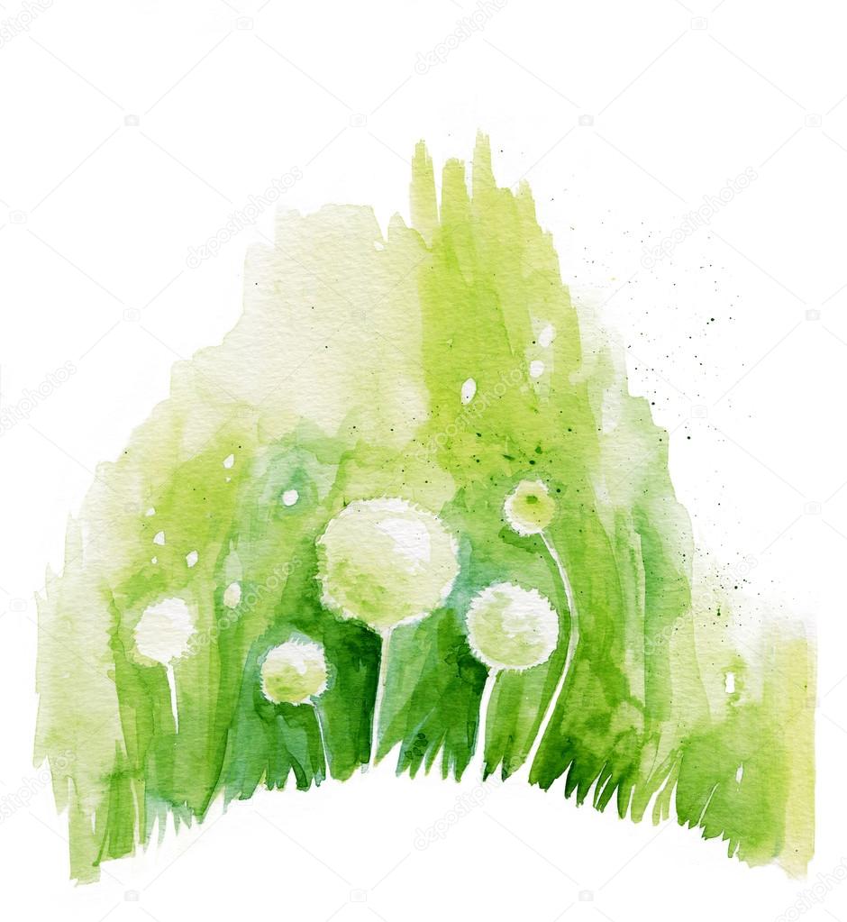 Painted watercolor flowers dandelions on a white background