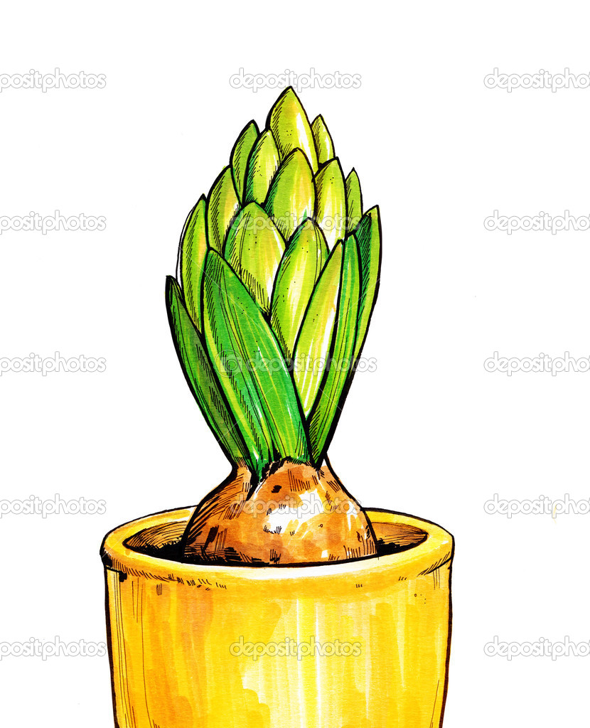 Drawing spring hyacinth flower bulb in yellow pot isolated on white background