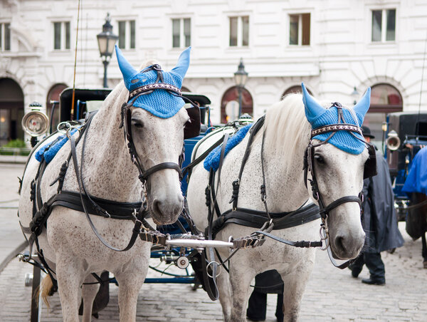 Head portrait of two horses in traditional Vienna carriage , Austria