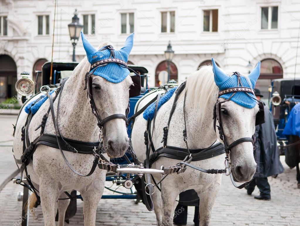 Head portrait of two horses in traditional Vienna carriage , Austria