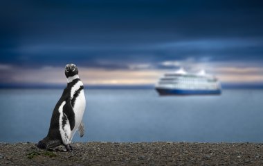 Penguin and Cruise Ship in Patagonia. Awe inspiring travel image clipart