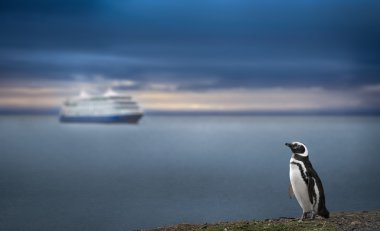 Penguen ve cruise gemi. yüksek çözünürlüklü görüntü.