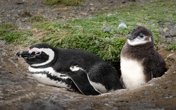 Pinguins adoráveis (adulto e bebê) em casa. Imagem de alta definição — Fotografia de Stock