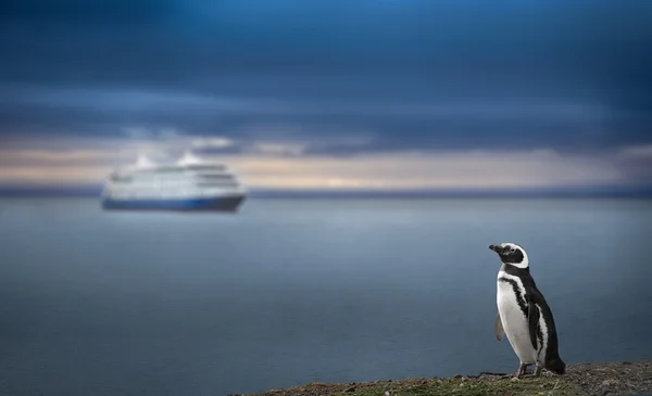 Pinguino e nave da crociera. Immagine ad alta definizione . Immagini Stock Royalty Free