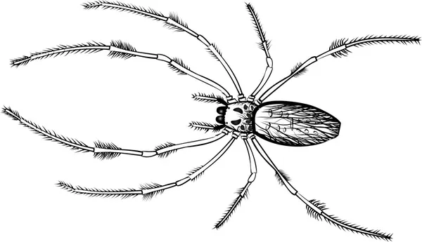 Araña — Foto de Stock