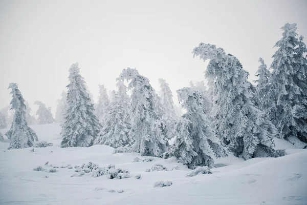 País cubierto de nieve —  Fotos de Stock