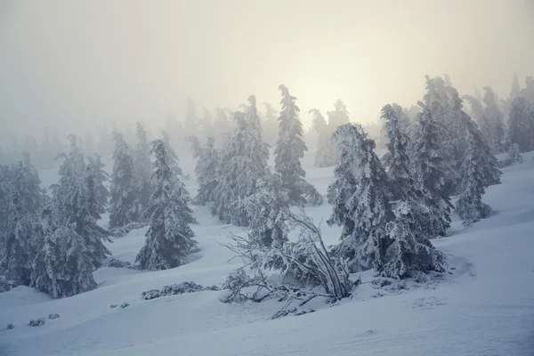 白雪皑皑的国家 — 图库照片