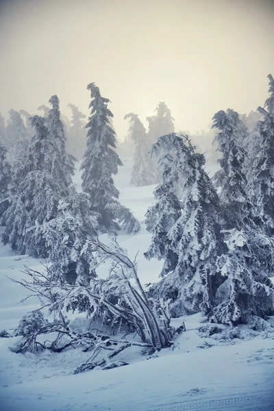 País de invierno —  Fotos de Stock