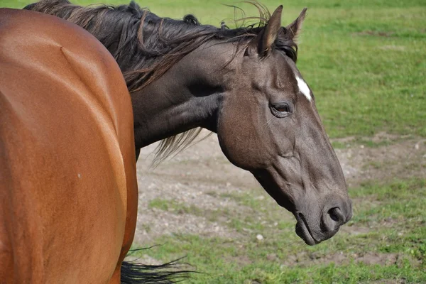 Cavalo — Fotografia de Stock