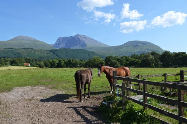 Horses with Ben Nevis - the highest mountain in UK — Stock Photo, Image