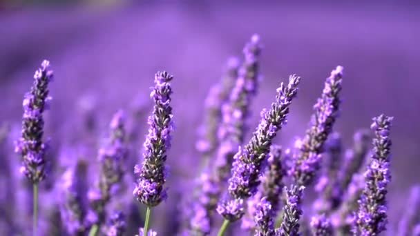 Beautiful purple flowers in lavender field bowing in wind — Stock Footage Beautiful Purple Flowers Lavender Field Bowing Wind — Stock Video