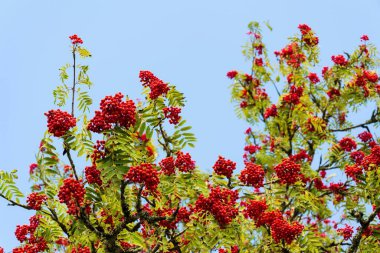 Rowan meyvesi dağ külü yaprak döken ağaç, kopyalama alanı mavi açık gökyüzü arka planı, güneşli gün