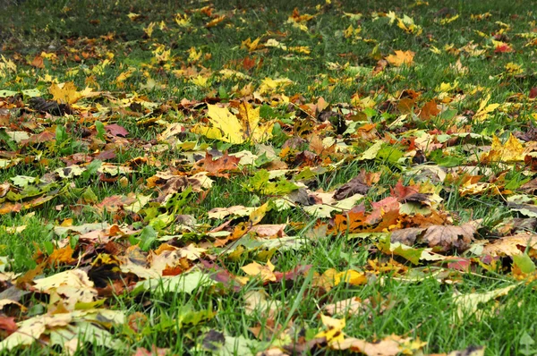 Herbstblätter — Stockfoto