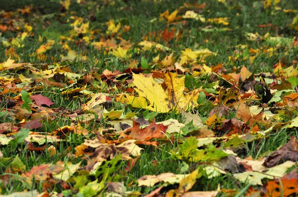 Autumn leaves Stock Image