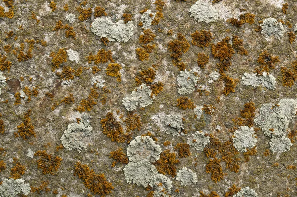 Colorful lichen — Stock Photo, Image