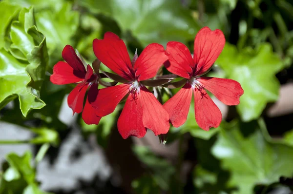 Červené květy v zahradě — Stock fotografie