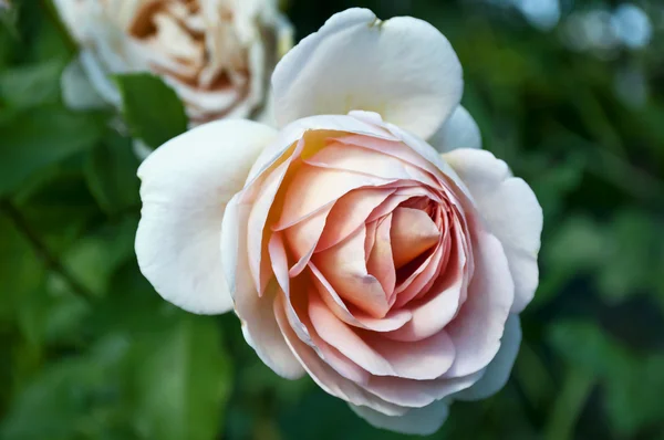 Roos in de tuin — Stockfoto