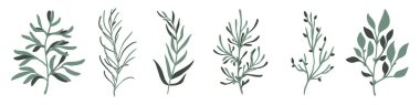 Abstract cute branches. Hand drawn branch with leaves. Set of leaves. Branch icon. Vector illustration