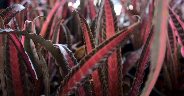 Panoramik afiş doğal bitki yaprakları soyut dokular bırakır. Cryptanthus Bromeliad, Aloe, Bromeliaceae, Aechmea, veya Earth Stars.