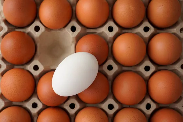 Kutudaki yumurtalar. Kahverengiler arasında farklı hakiki beyaz yumurta. Gıda, beslenme, protein, farklılık, seçim soyutlaması veya minimalizm kavramı.