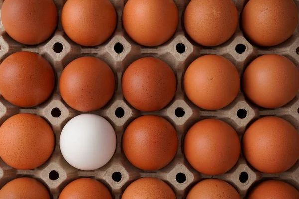 Kutudaki yumurtalar. Kahverengiler arasında farklı hakiki beyaz yumurta. Gıda, beslenme, protein, farklılık, seçim soyutlaması veya minimalizm kavramı.
