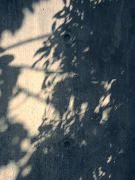Natural Plant Leaves Light Shadow Overlay Cement Concrete Wall Abstract — Stockfoto