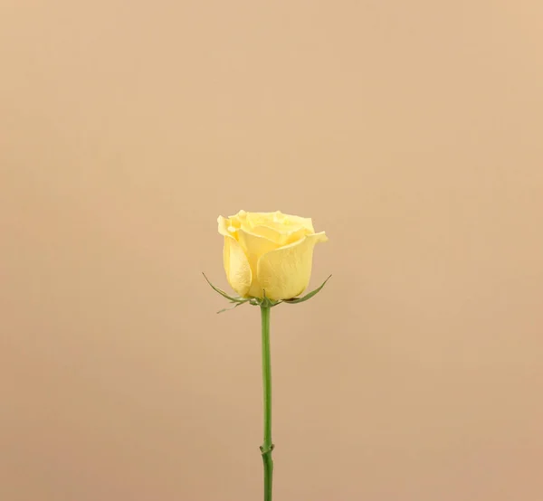 Doğal sarı gül çiçeği botaniği çıplak krem nötr pastel kahverengi renk soyut arka plana karşı. Organik fotoğrafçılık, temiz asgari biçim.
