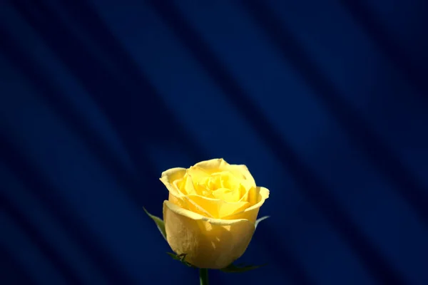 Golden Natural Yellow Rose Flower Beautiful Fancy Sunlight Center Composition — Stockfoto