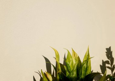 Doğal yeşil yapraklar bitki, pastel beton arka planda küçük bir bahçe gölge ve aydınlık doku arka planında. Tasarım için alanı kopyala, asgari.
